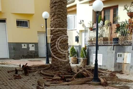 El viento derriba ramas de una 